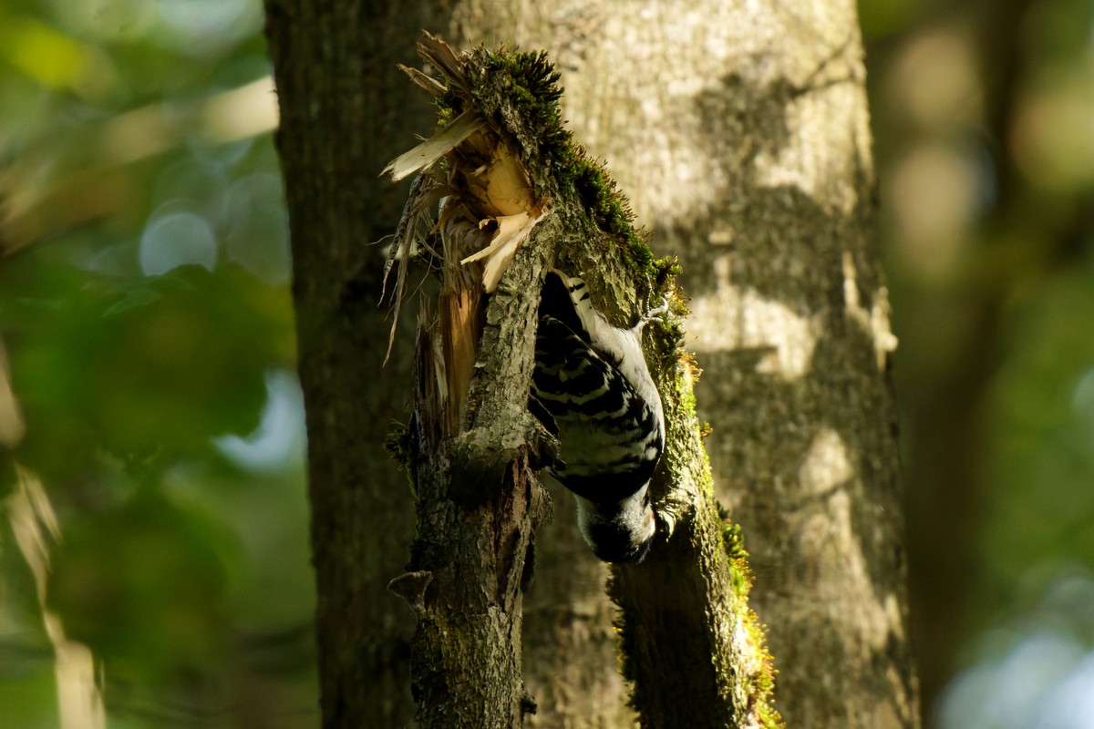 Lesser Spotted Woodpecker - ML641279853