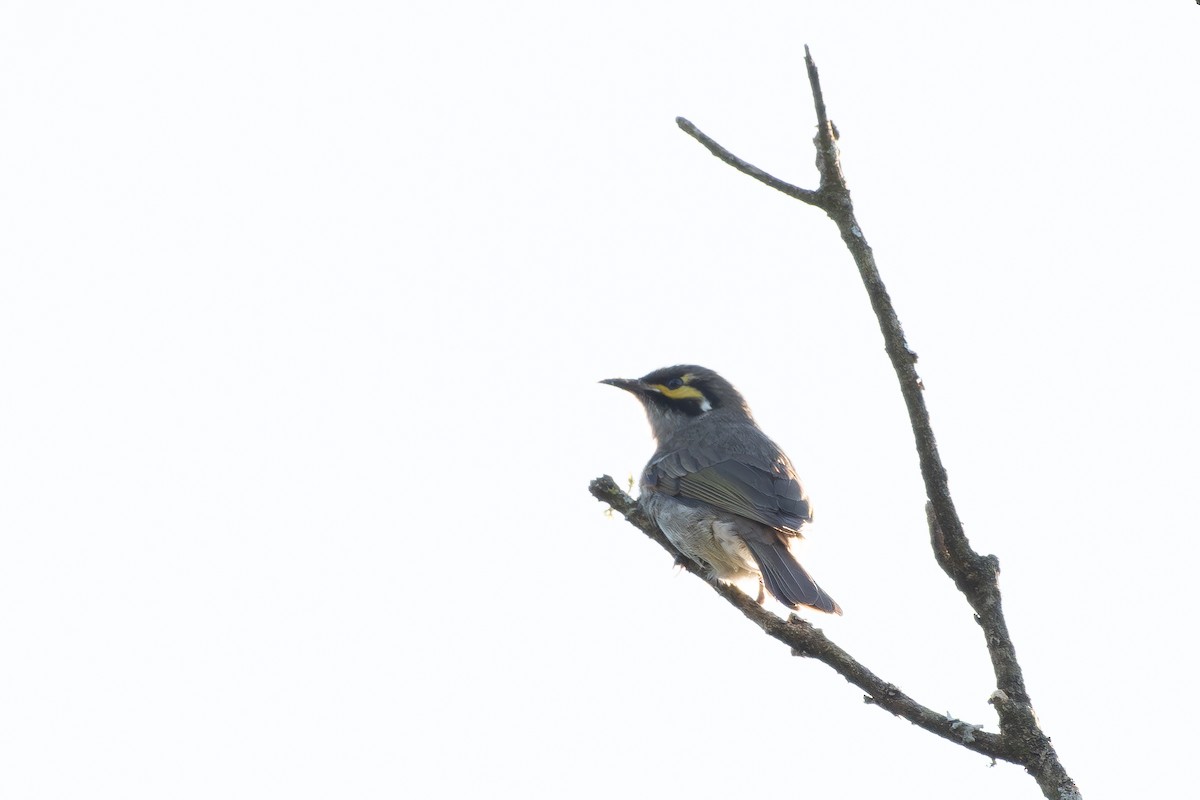 Yellow-faced Honeyeater - ML641279856