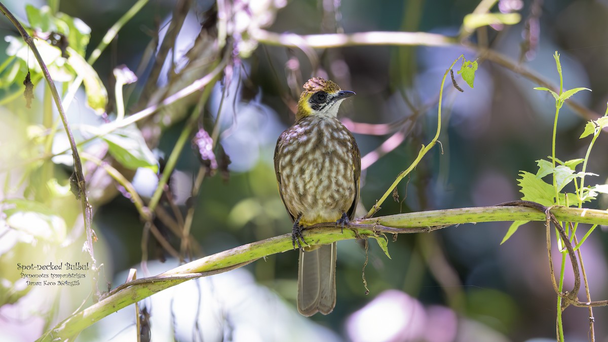 Spot-necked Bulbul - ML641279898