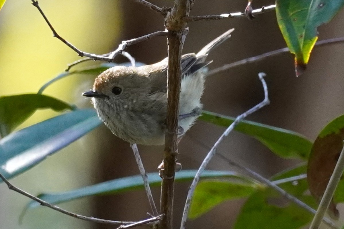 Brown Thornbill - ML641279902