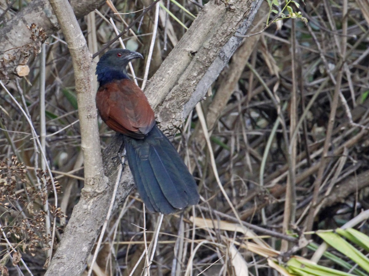 Greater Coucal - ML641279903