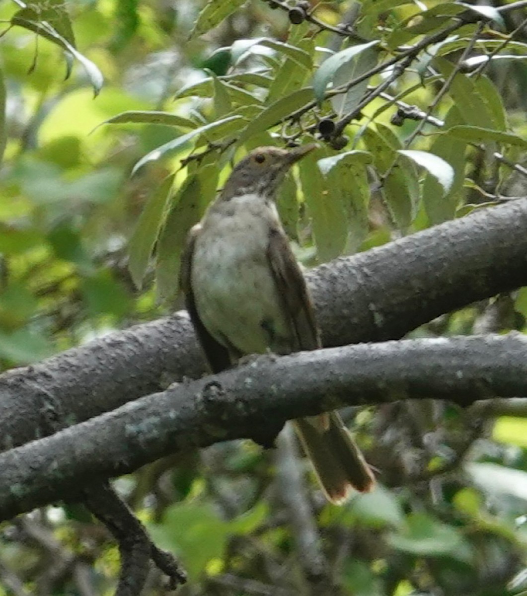White-throated Thrush - ML641279905
