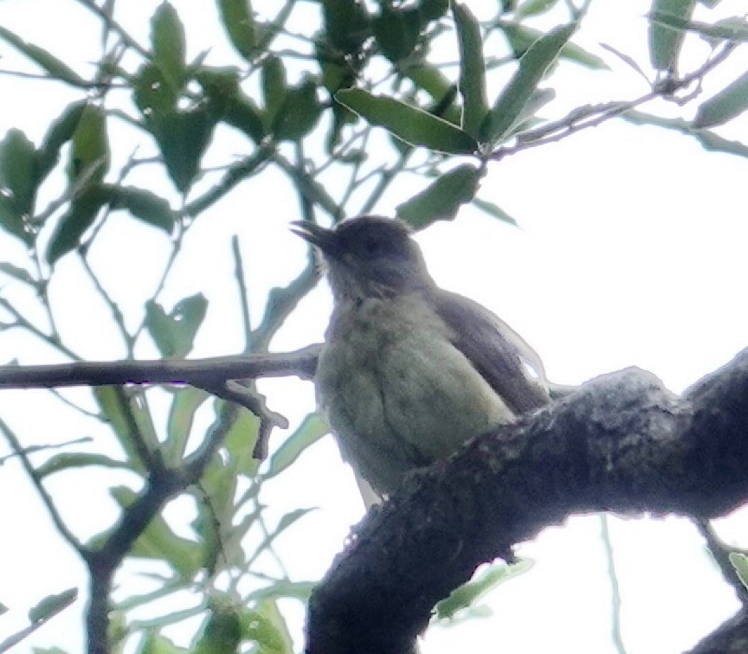 White-throated Thrush - ML641279907