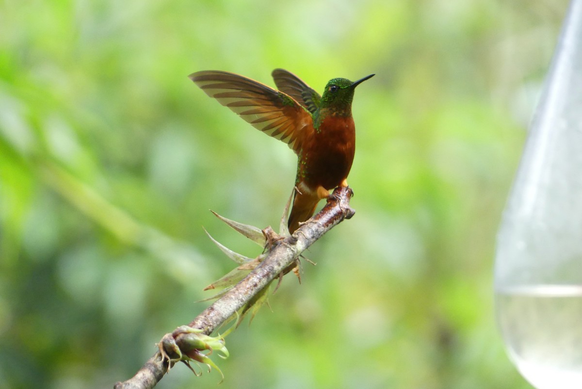Rotbauchkolibri - ML641279946