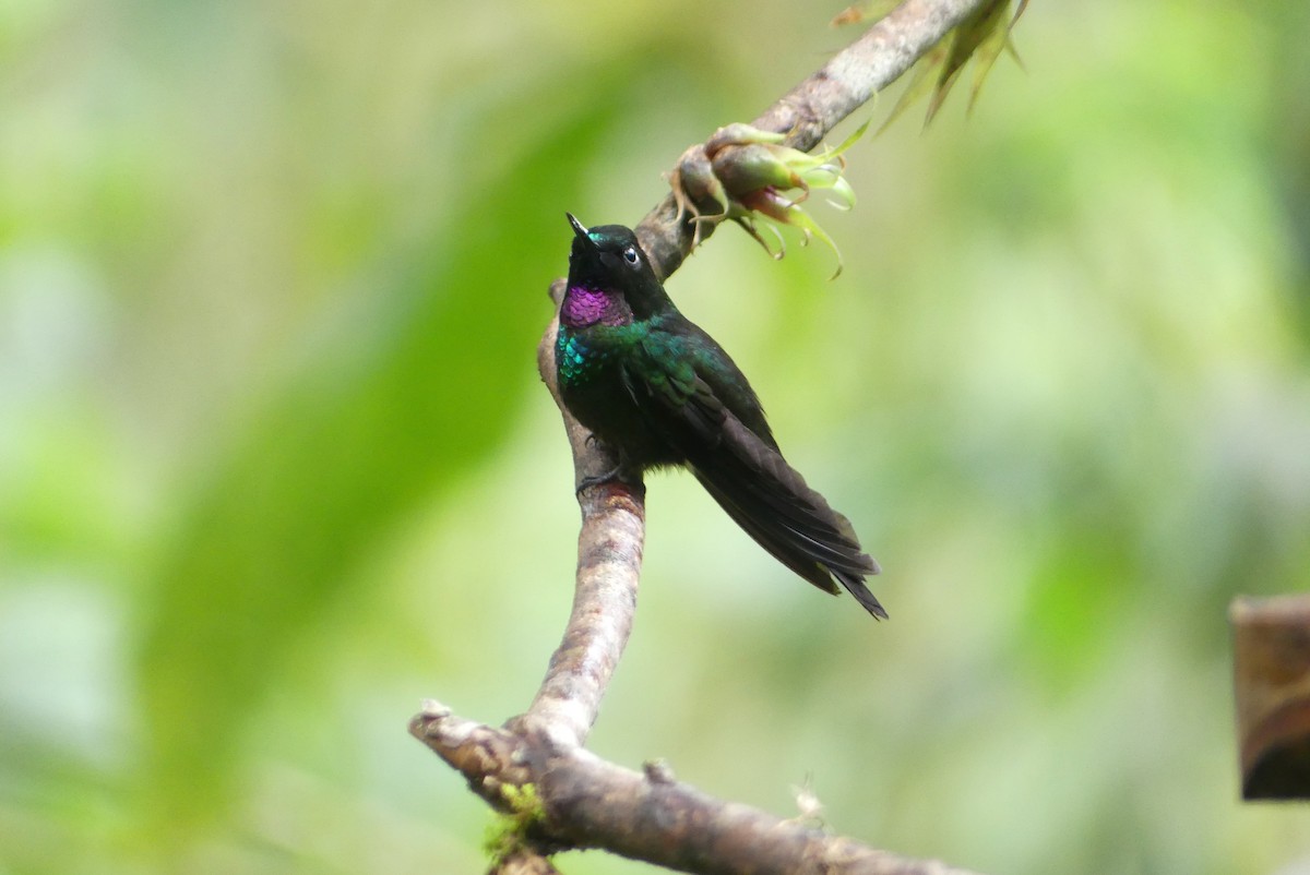 Tourmaline Sunangel - ML641279955