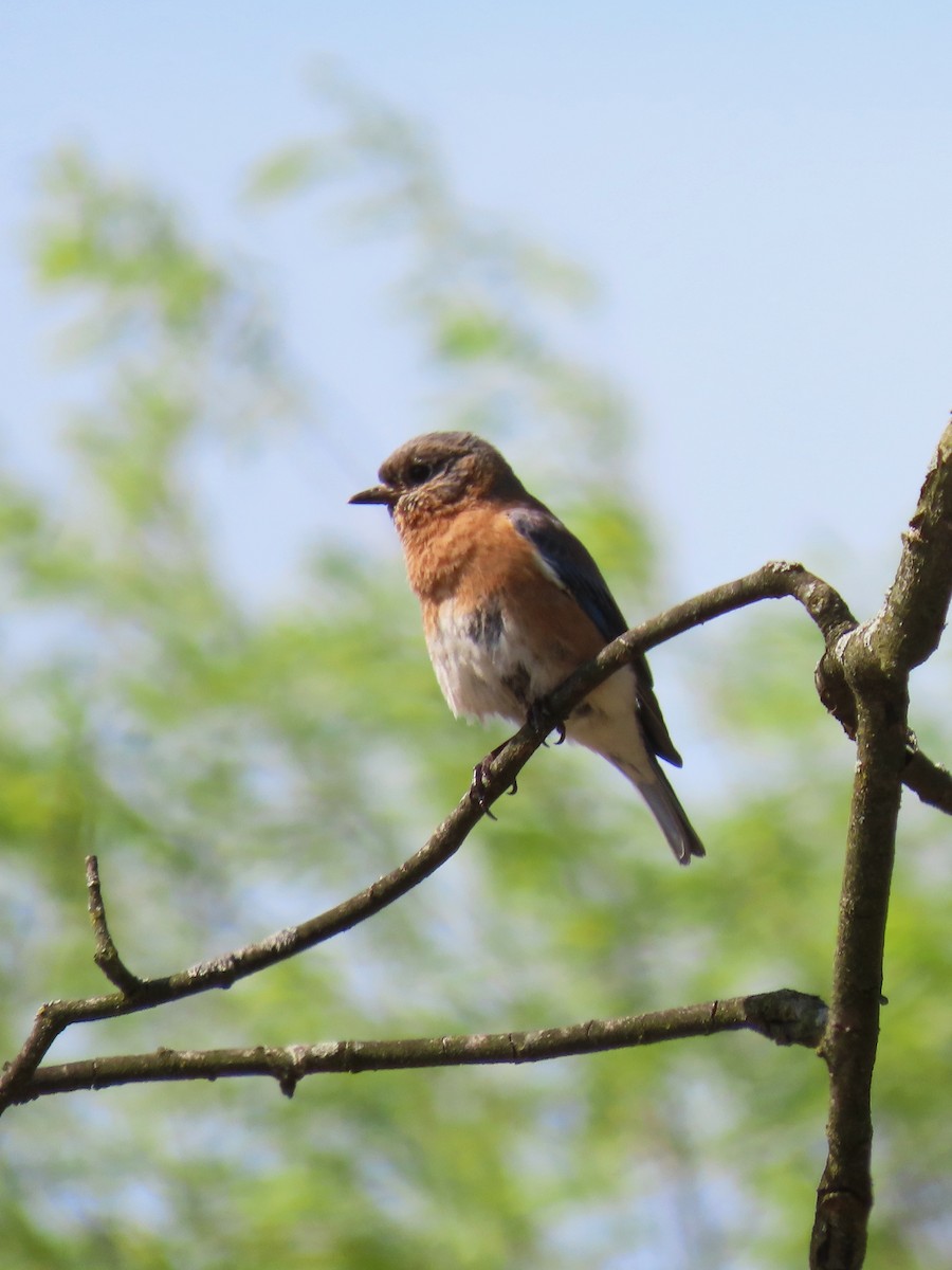 Eastern Bluebird - ML641280020