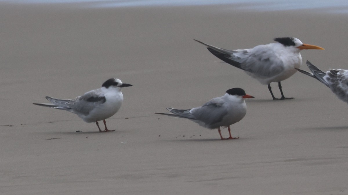 Common Tern - ML641280038