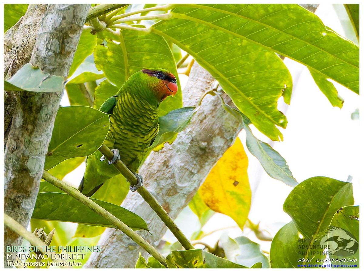 Mindanao Lorikeet - ML641280052