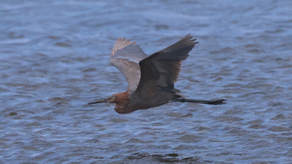 Reddish Egret - ML641280057
