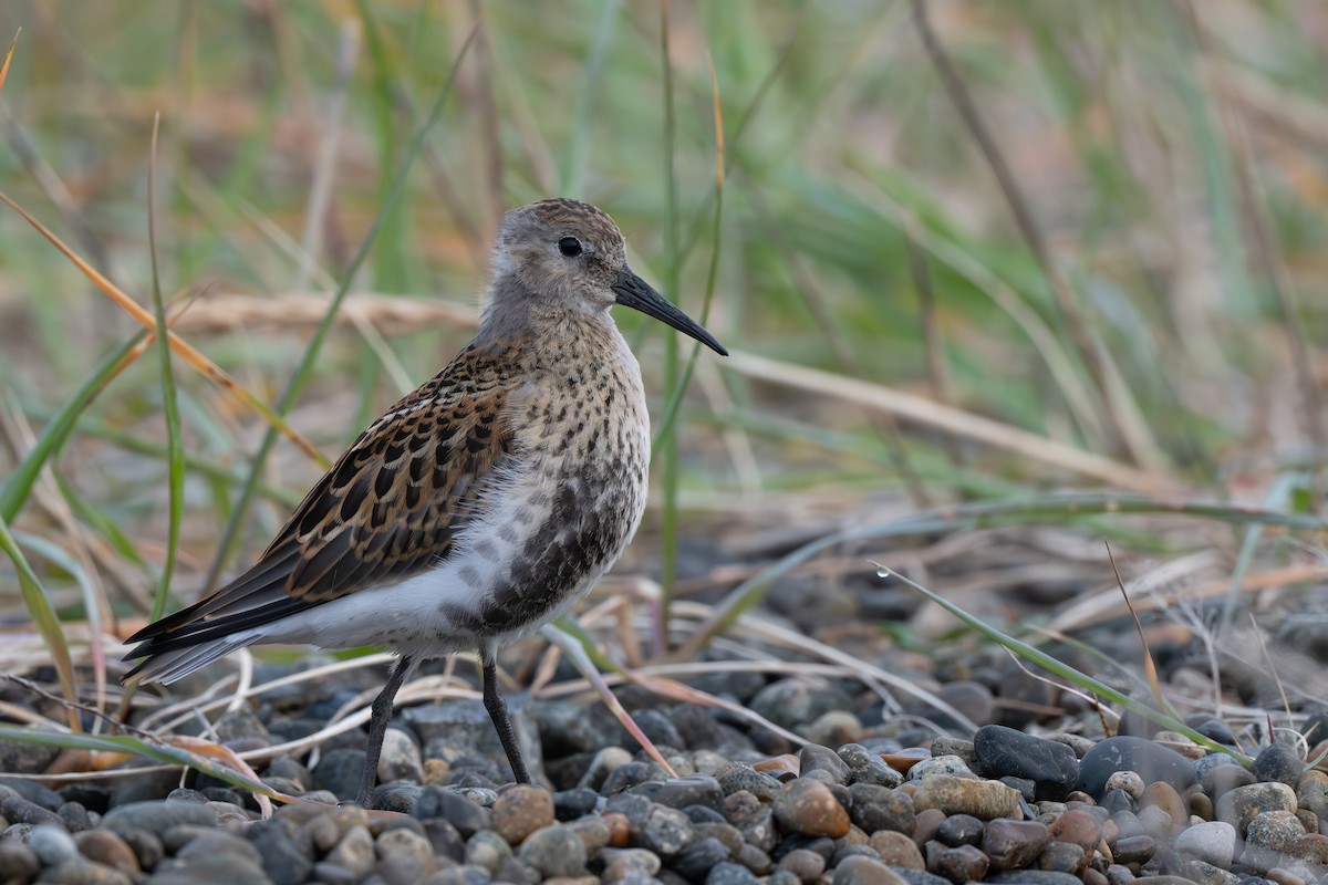Dunlin - ML641280062