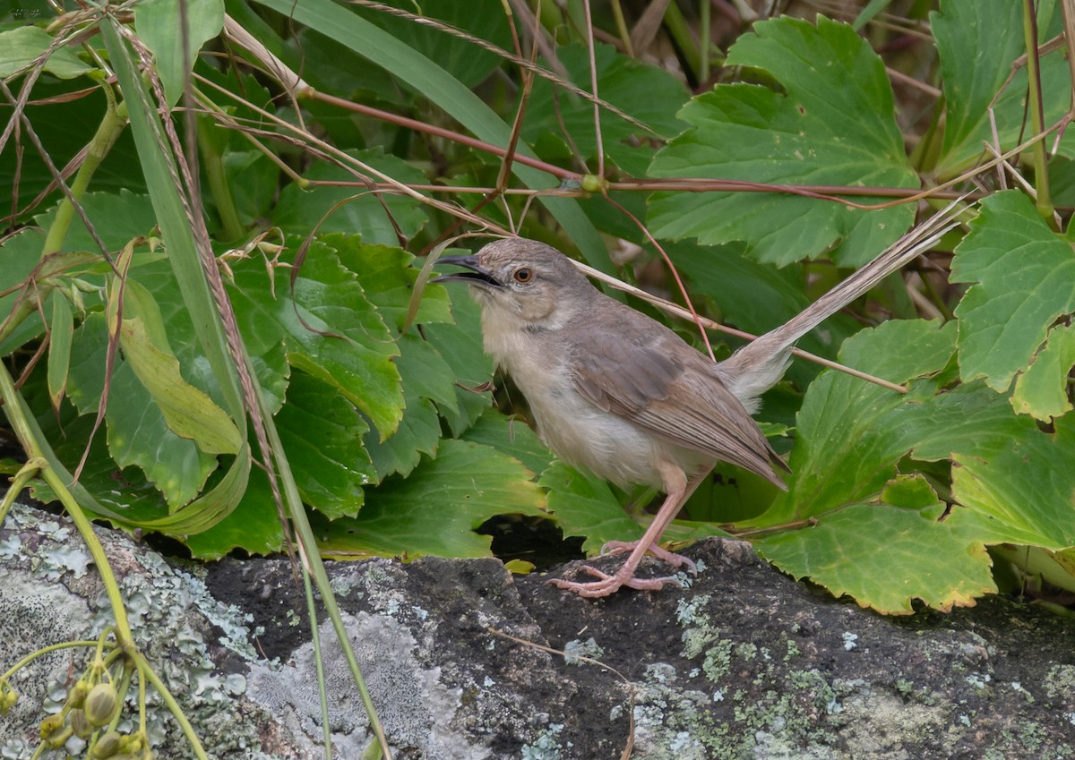 Jungle Prinia - ML641280066