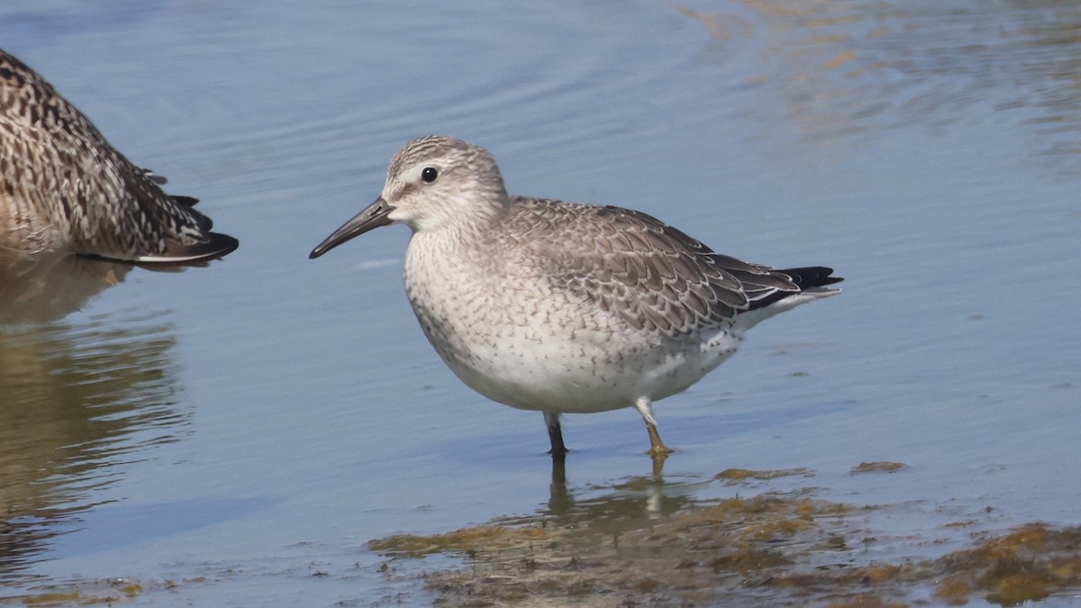 Red Knot - ML641280067