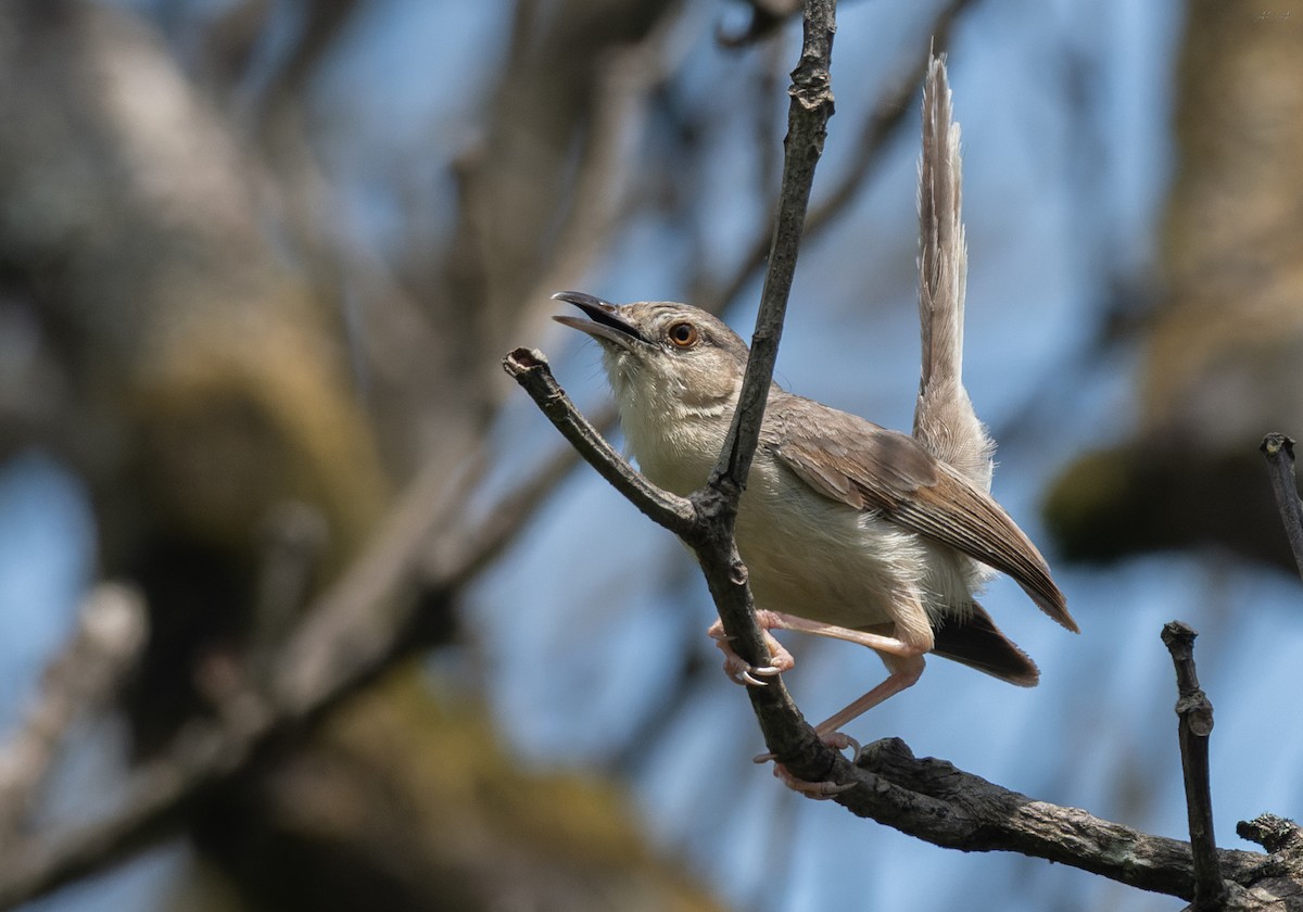 Jungle Prinia - ML641280068