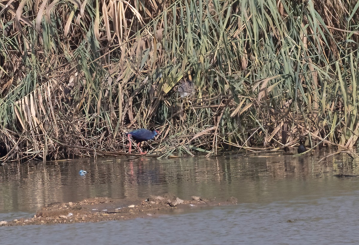 פורפיריה כחולה - ML641280092