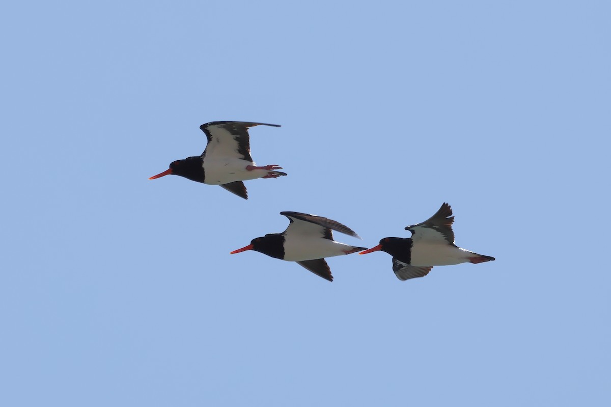 Pied Oystercatcher - ML641280111