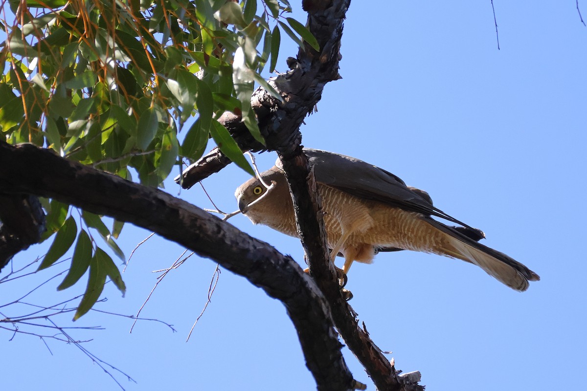Brown Goshawk - ML641280119