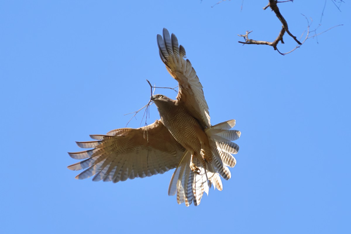 Brown Goshawk - ML641280120