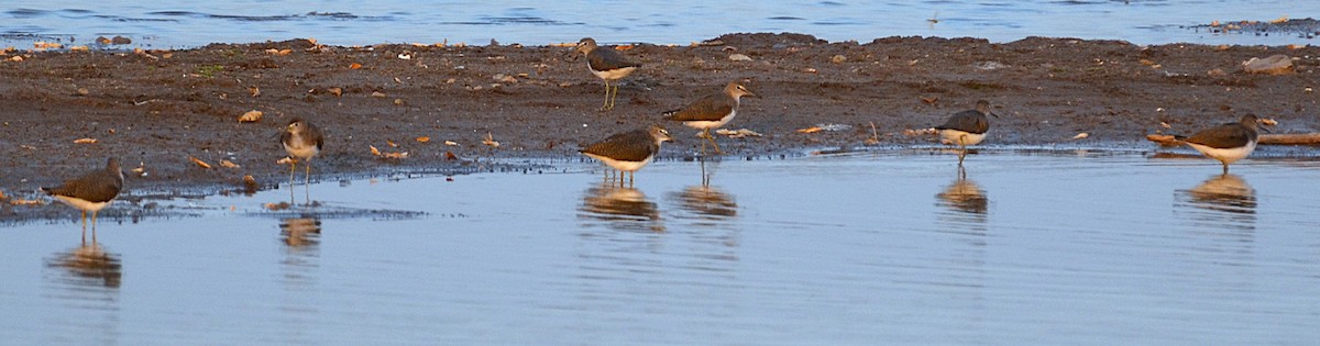 strandsnipe - ML641280136