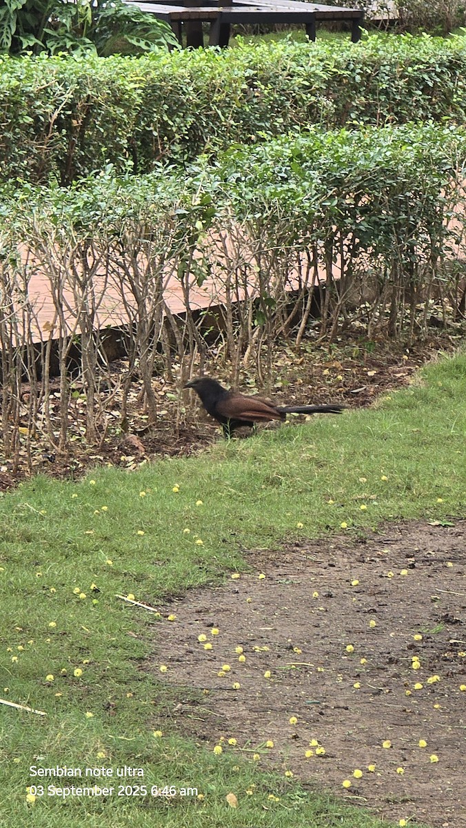 Greater Coucal - ML641280137