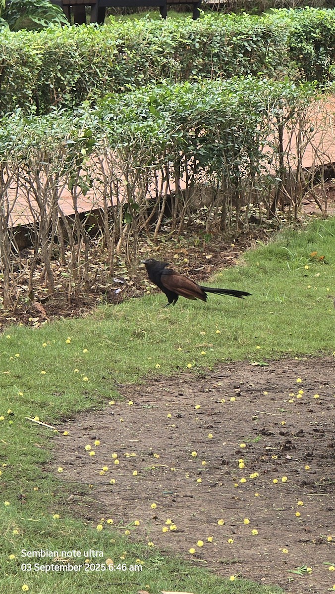 Greater Coucal - ML641280138