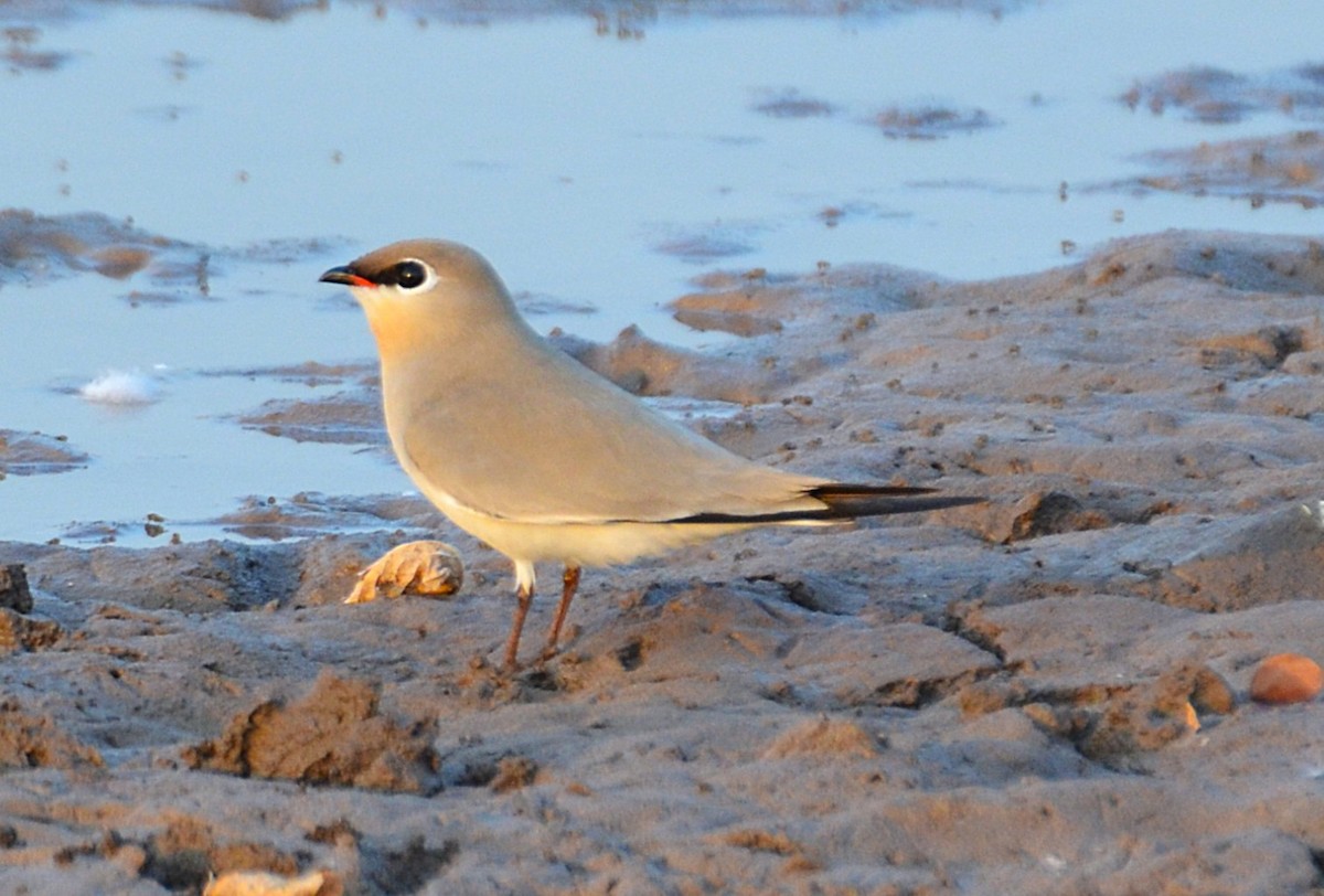 Small Pratincole - ML641280139