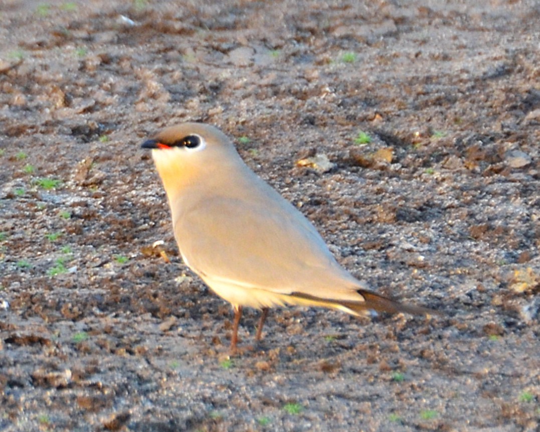 Small Pratincole - ML641280140
