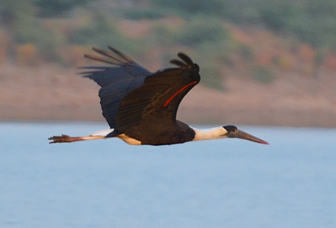 ullhalsstork - ML641280143