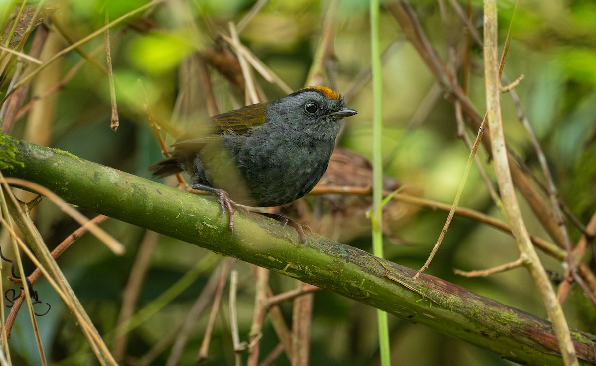 Wrenthrush - ML641280154