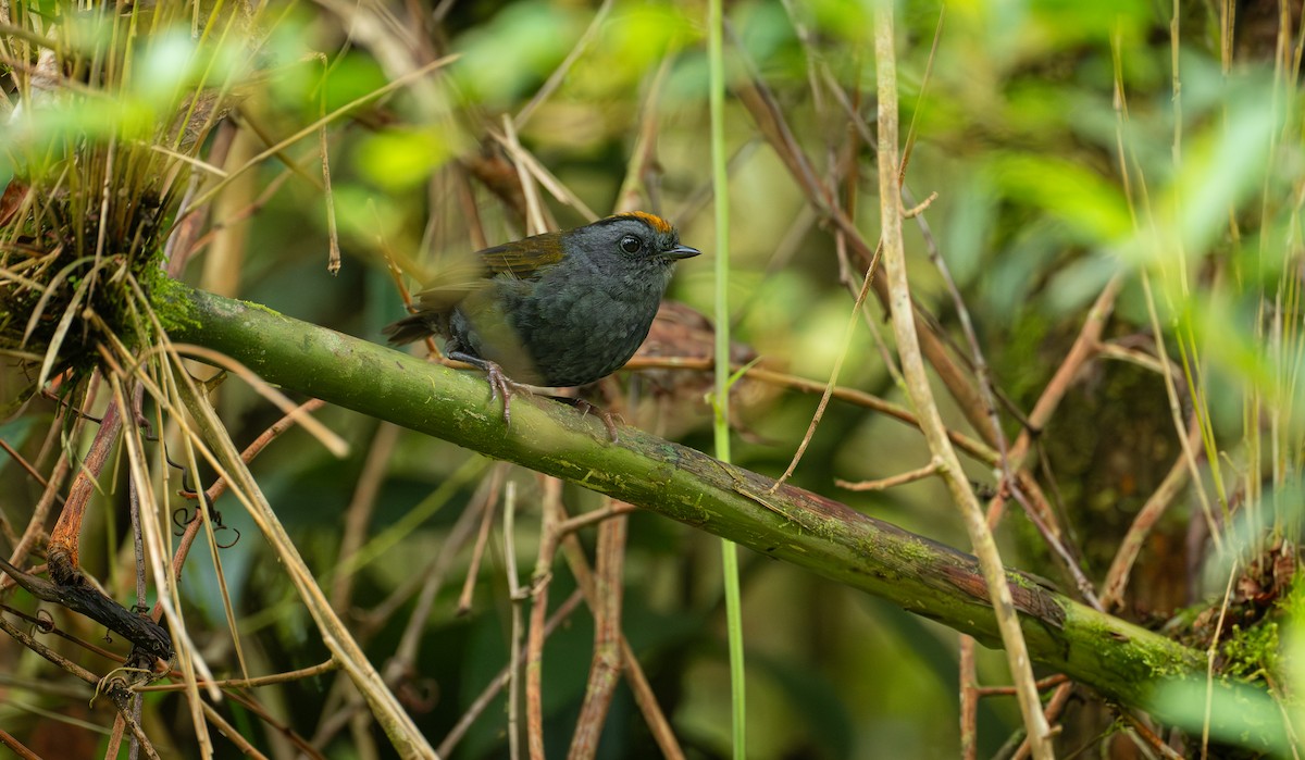 Wrenthrush - ML641280157