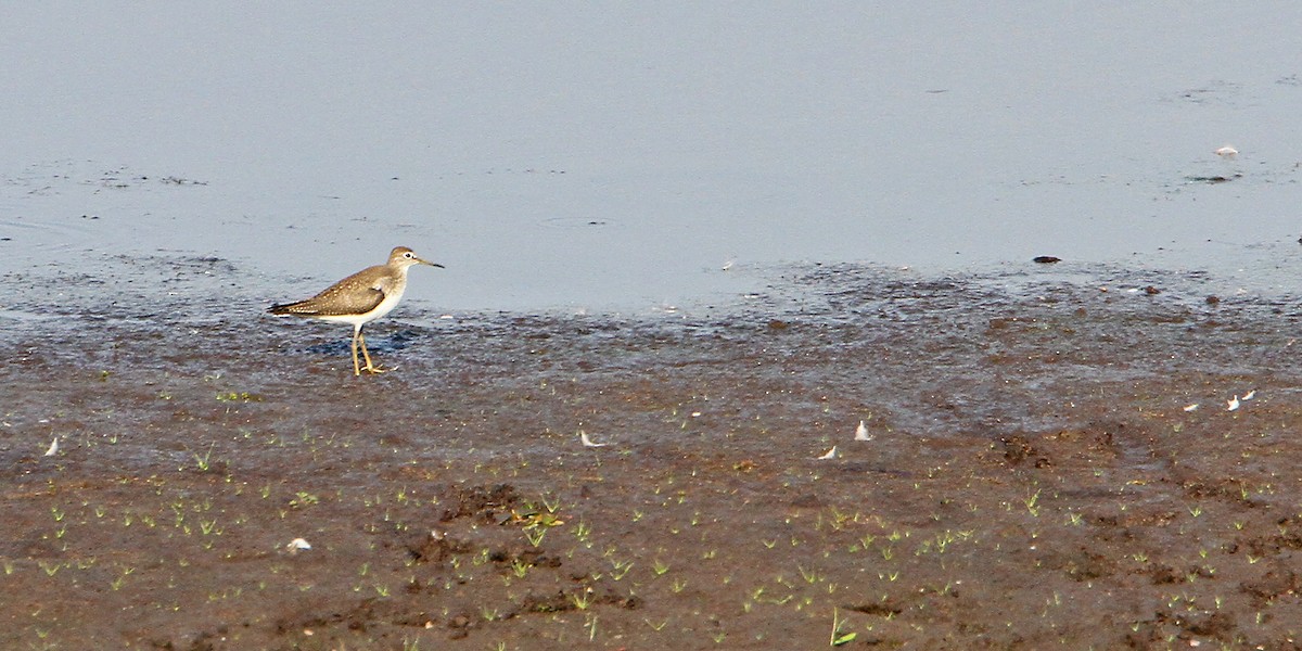 Einsiedelwasserläufer - ML641280159