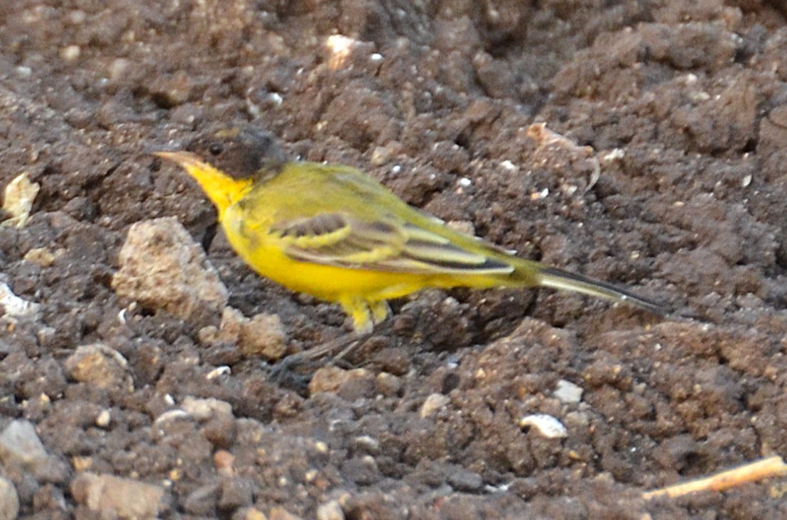 gulerle - ML641280160