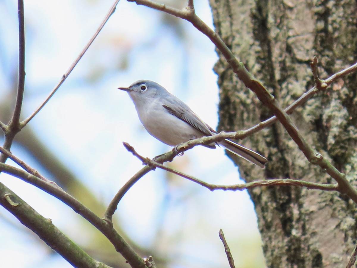 Blue-gray Gnatcatcher - ML641280181