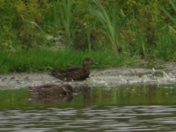 Çamurcun - ML641280182