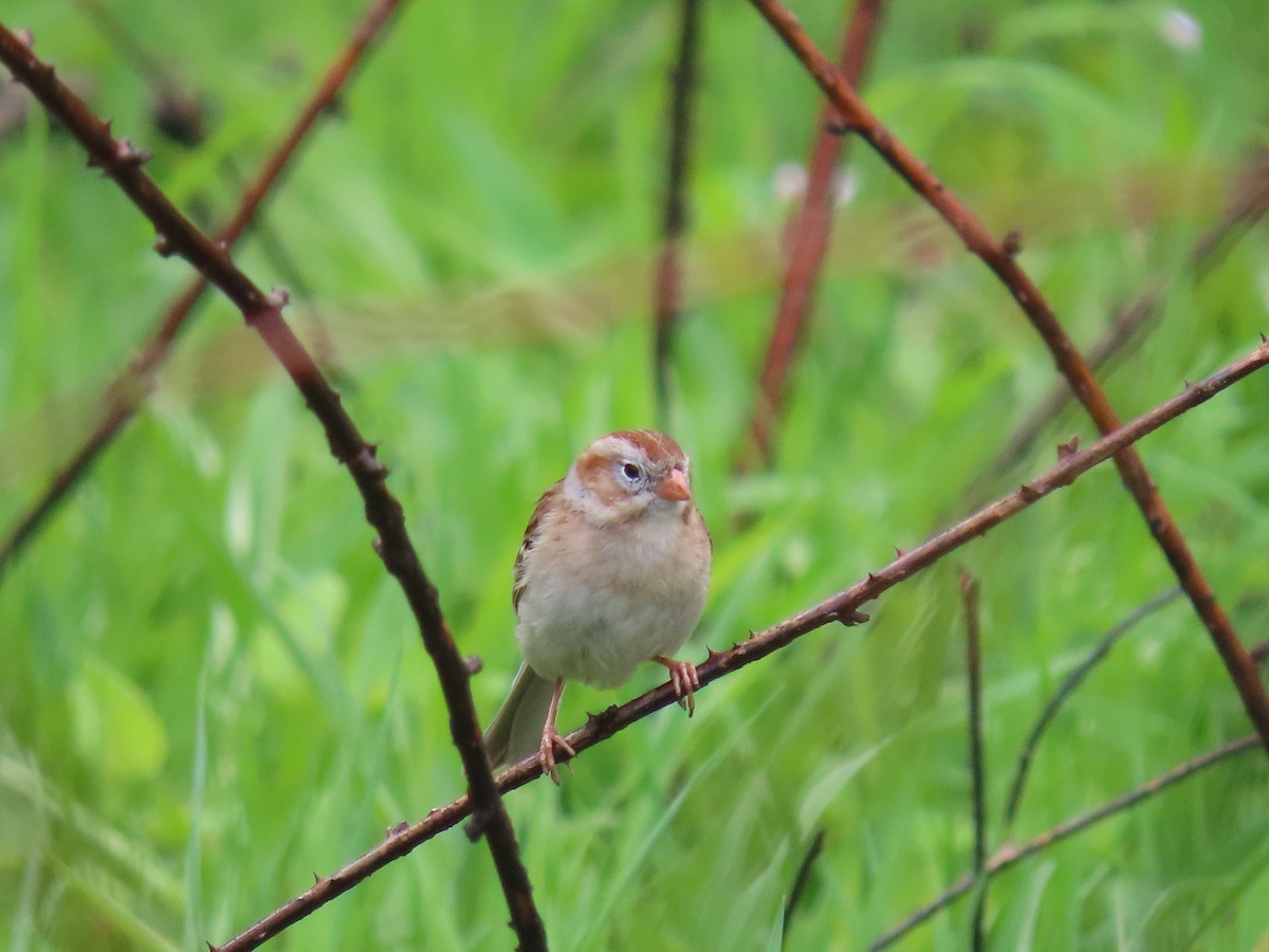 Field Sparrow - ML641280192