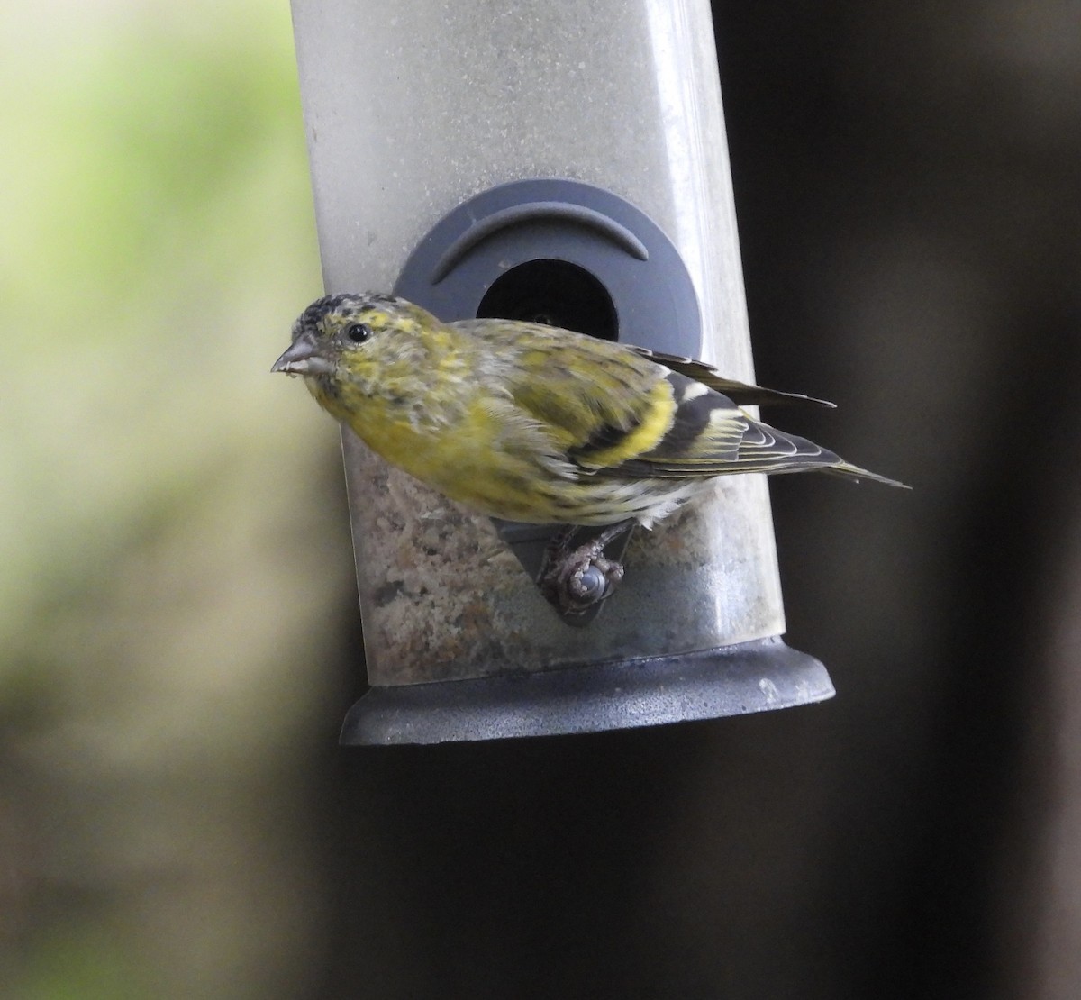 Eurasian Siskin - ML641280215