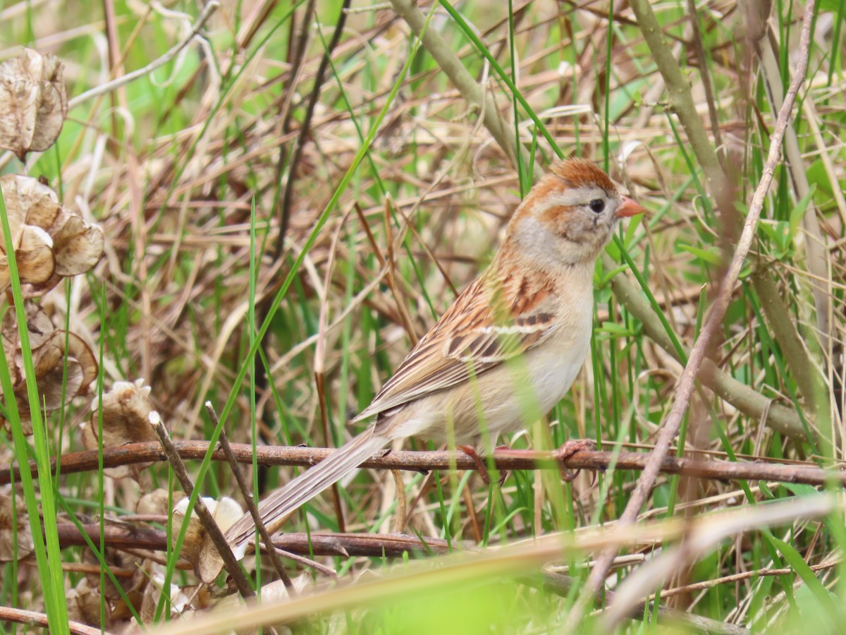 Field Sparrow - ML641280234
