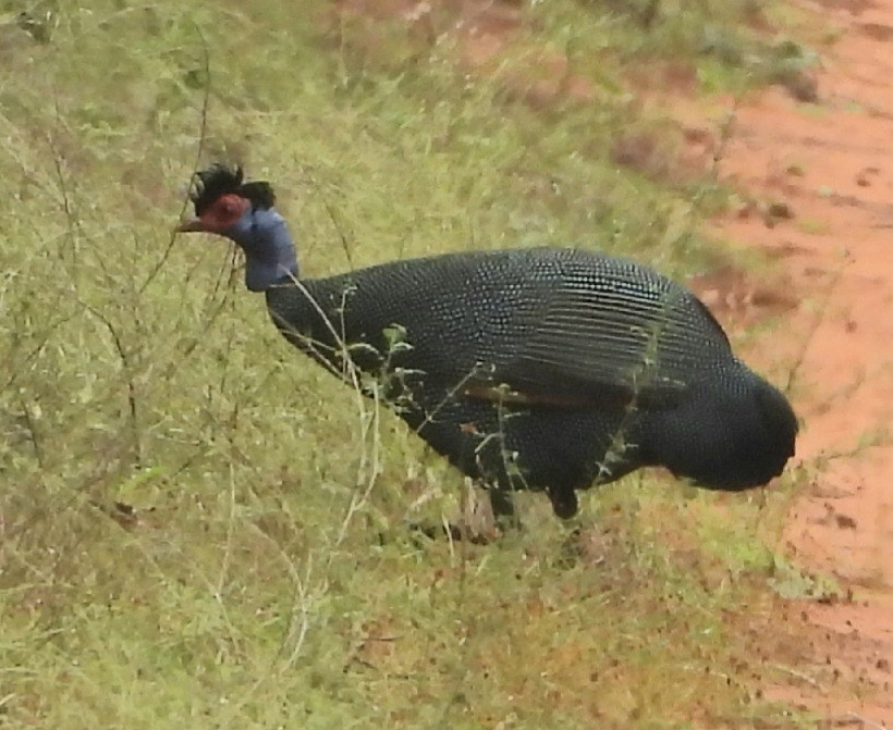 Eastern Crested Guineafowl - ML641280238