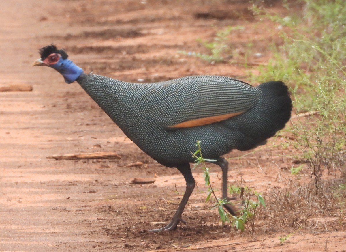 Eastern Crested Guineafowl - ML641280239