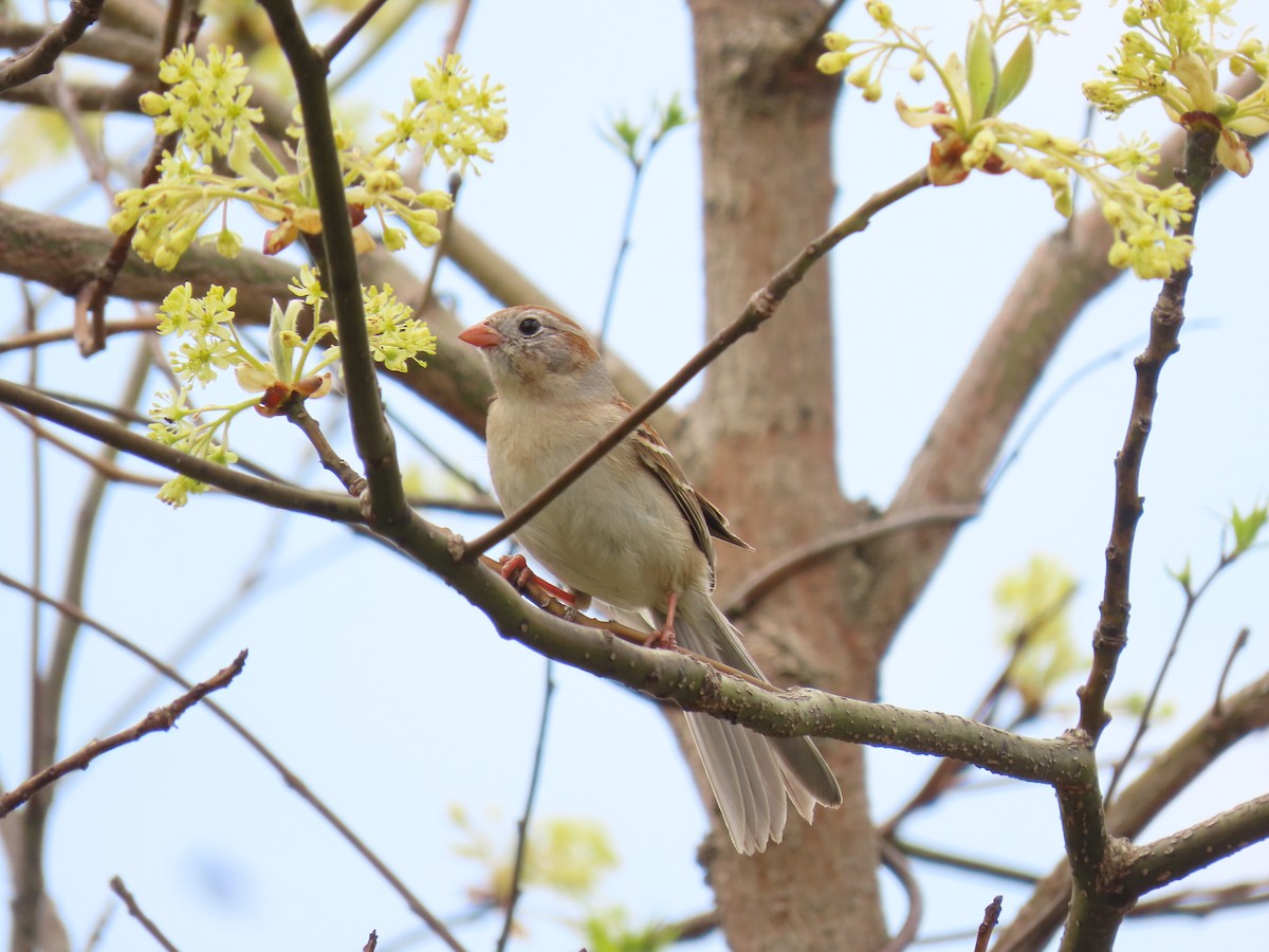 Field Sparrow - ML641280256