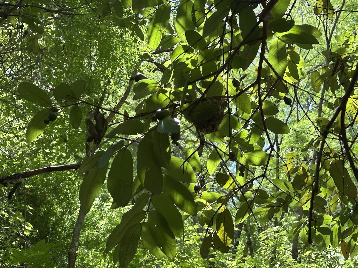 Yellow-green Vireo - ML641280273