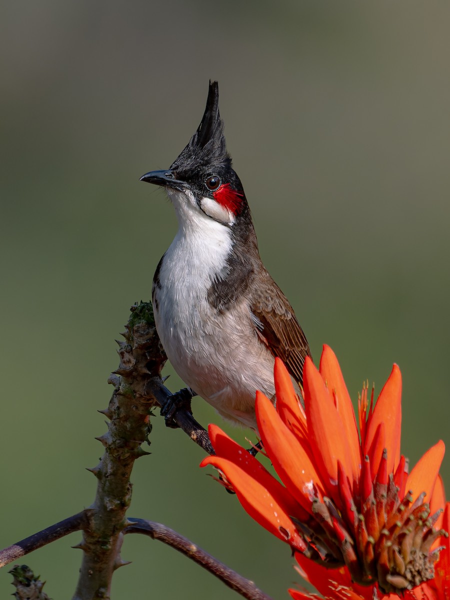 Red-whiskered Bulbul - ML641280274