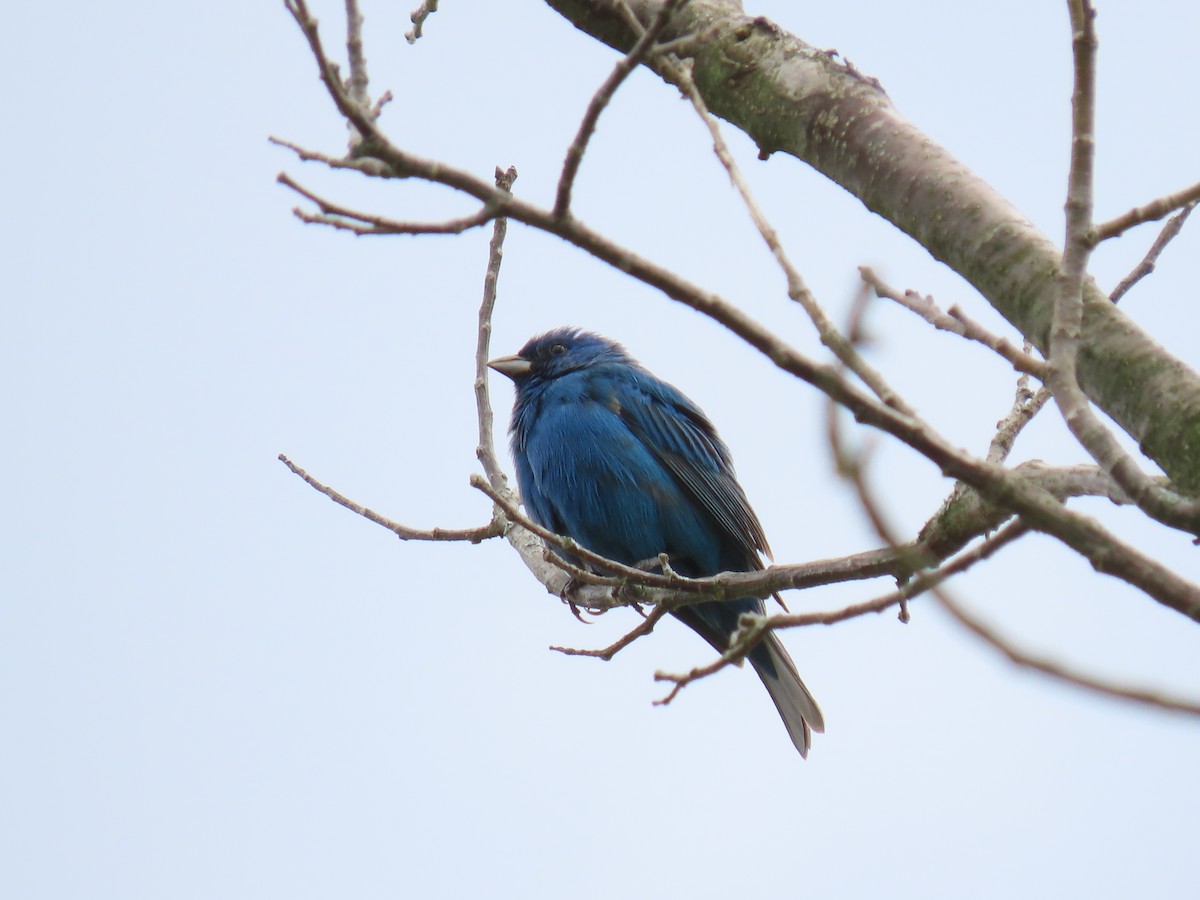 Indigo Bunting - ML641280277