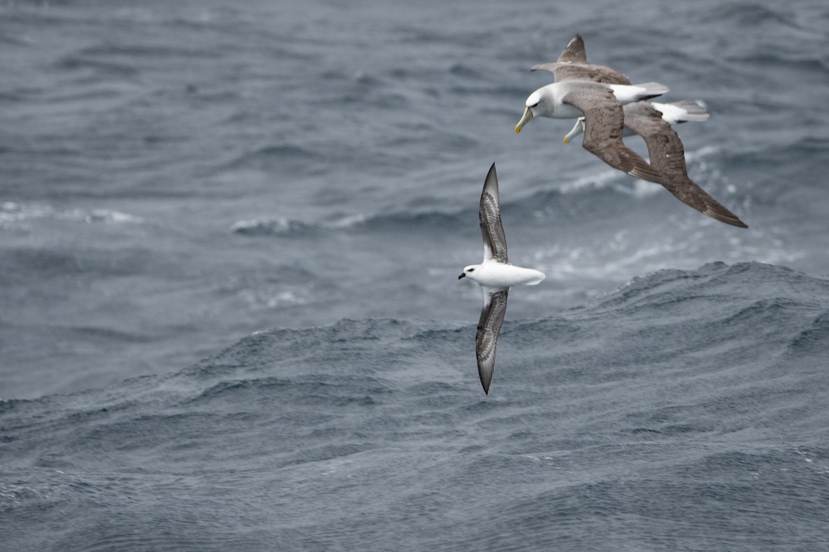 White-headed Petrel - ML641280280