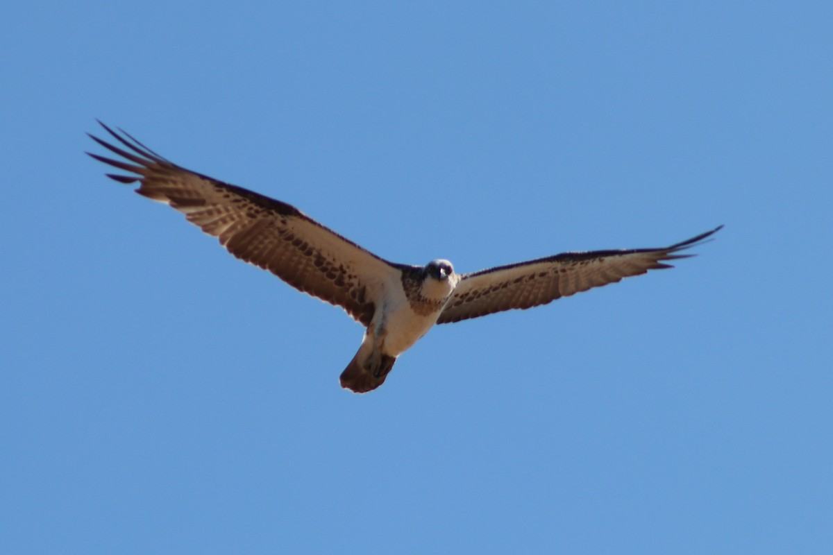 fiskeørn - ML641280287