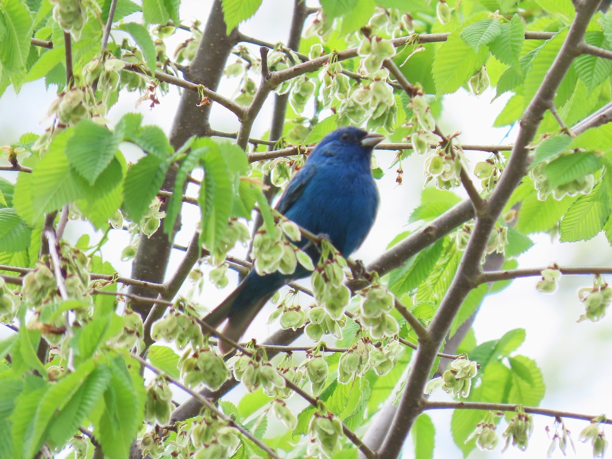 Indigo Bunting - ML641280304