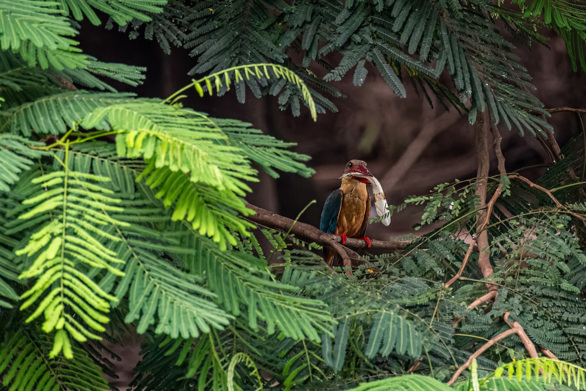 Stork-billed Kingfisher - ML641280319