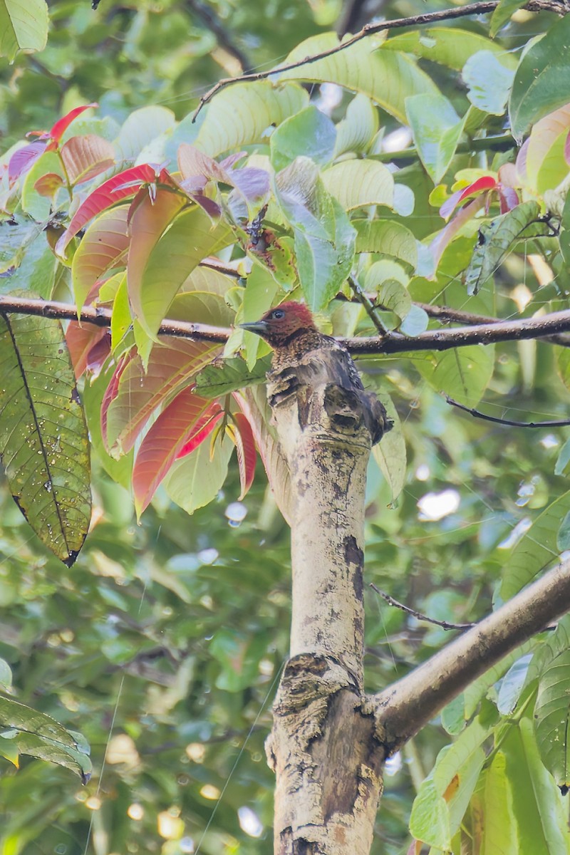 Banded Woodpecker - ML641280321