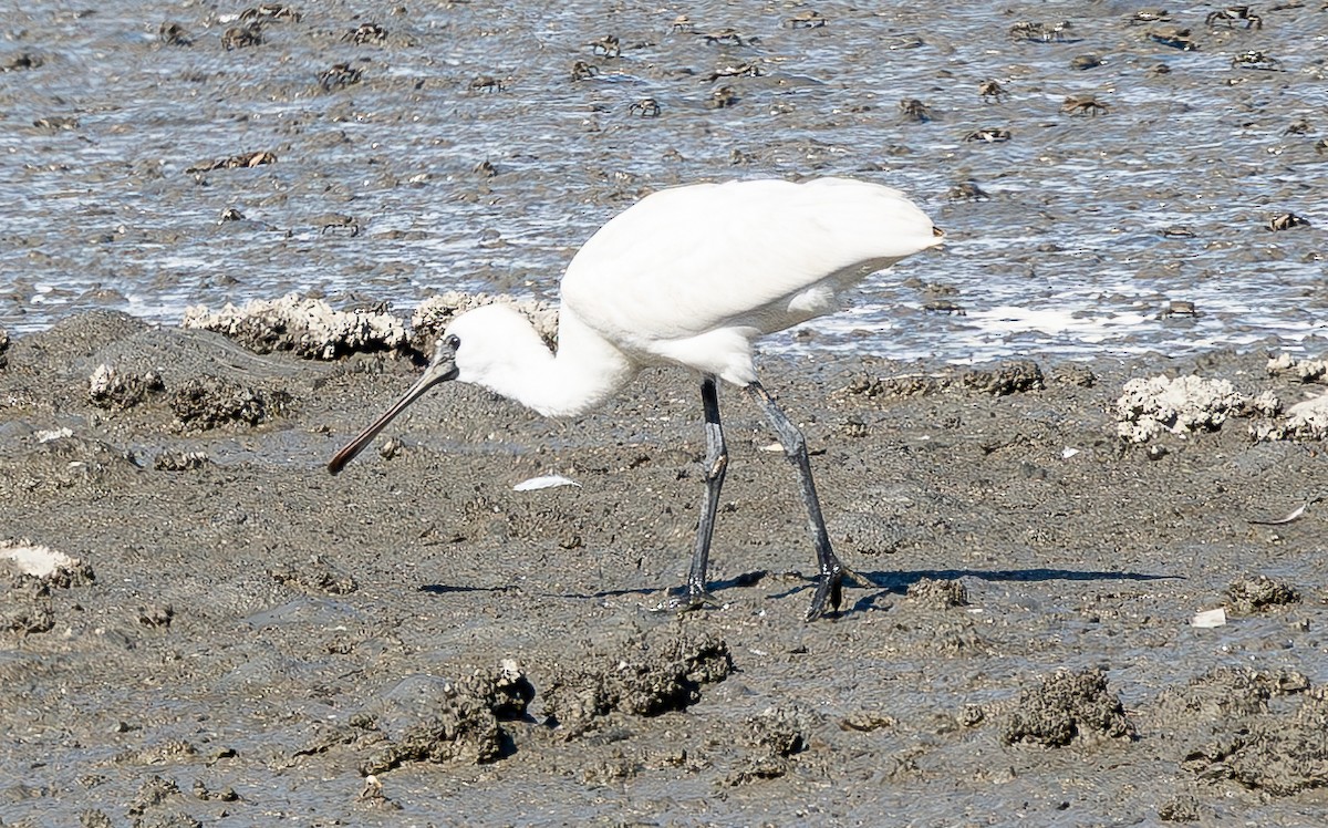 黑面琵鷺 - ML641280340