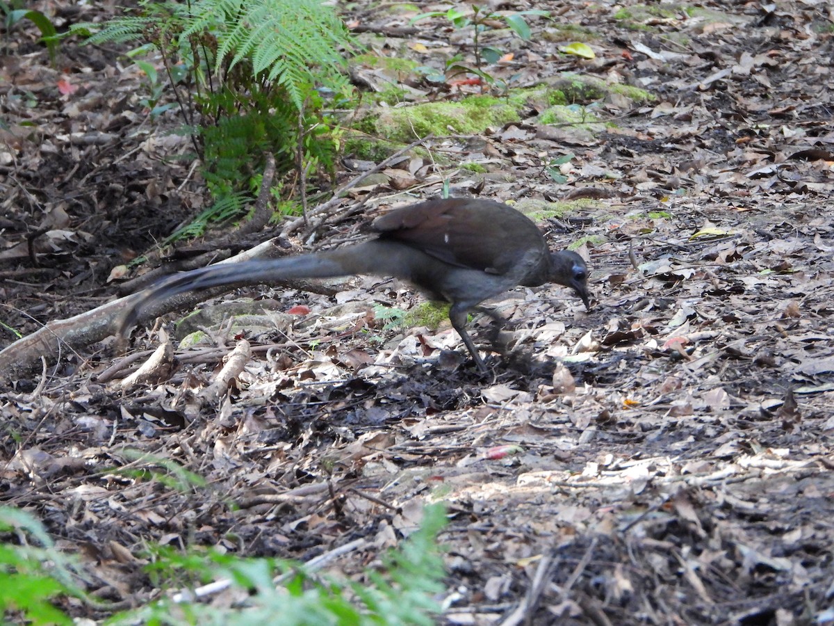 Superb Lyrebird - ML641280343