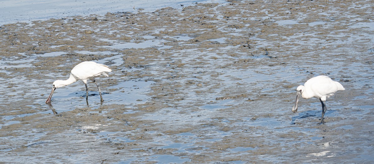 黑面琵鷺 - ML641280362